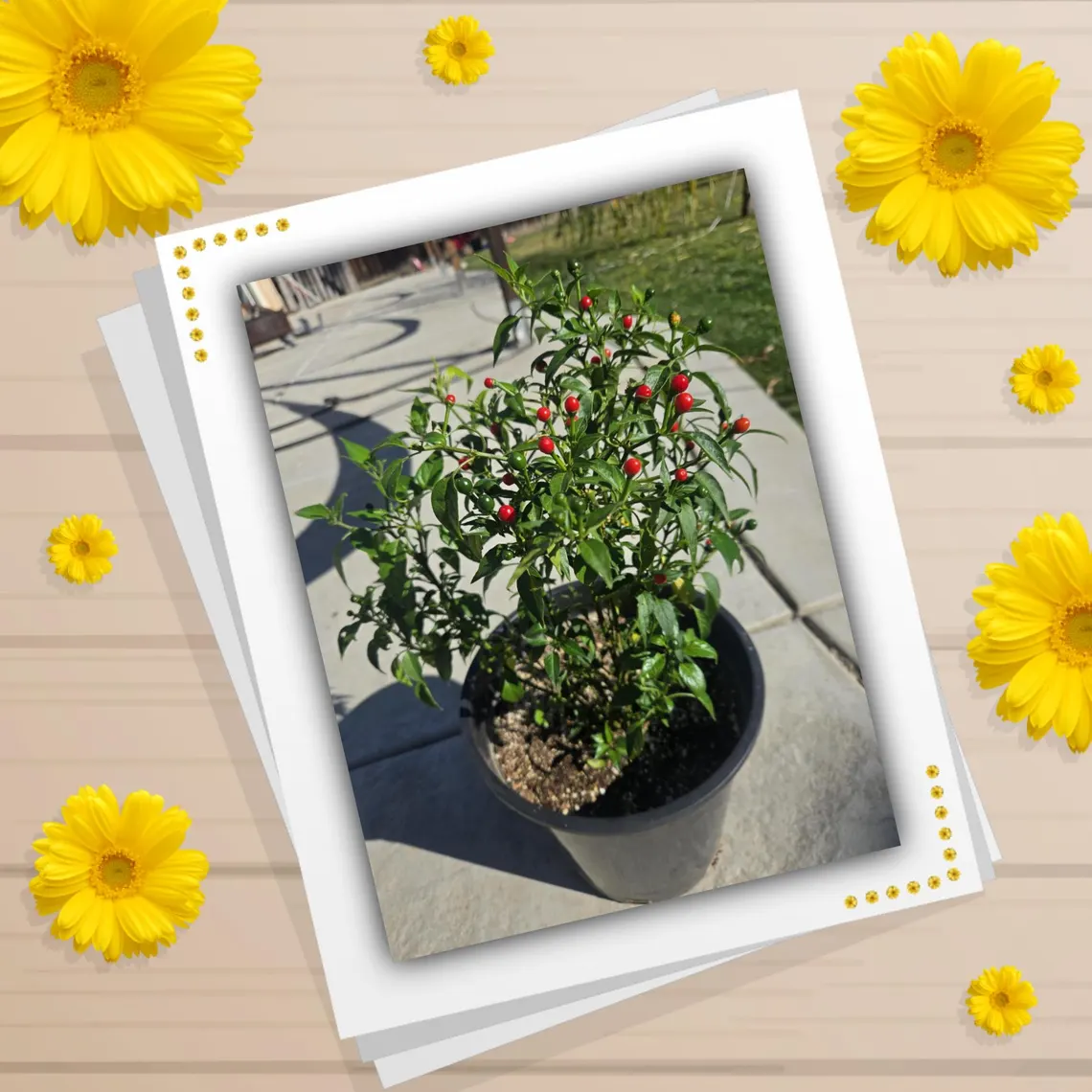 Whether you're growing vegetables, herbs, fruits, or flowers, there's nothing quite like the satisfaction of nurturing your own plants. Spice up your garden and your cooking with Bird’s Eye Chili Pepper Vegetable Seeds from the SpicyHead Etsy shop. These high-quality seeds boast excellent germination rates and are easy to grow in containers or garden beds, making them a great choice for both beginners and seasoned growers.