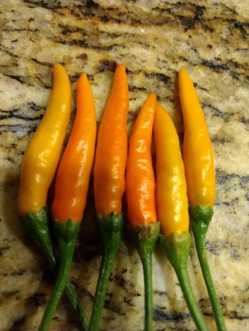 Small peppers, big attitude! Mounded 8" plants covered with 1/2" tabasco-type fruits ripening from green to a rich deep orange. Averages 200 fruits per plant. If picked clean, a colorful second crop will set just in time for your holiday decorations. Perfect for container growing. 85 days from transplant.