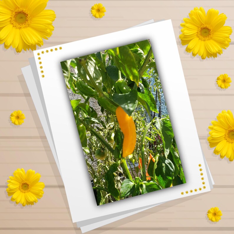Looking to add a little excitement to your garden? Plant these Golden Pepper Seeds today and relish the vibrant, zesty flavors from SpicyHead ETSY Shop. One pepper that you definitely need to get acquainted with is the lemon drop. Although it can be tricky to find, its popularity is on the rise, both as a culinary delight and an attractive ornamental pepper, thanks to its striking golden-yellow hue when mature.